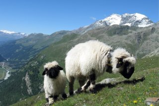 Mouton